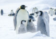 Antarctica Emperor penguins Snow Hill Island Ilja Reijnen Oceanwide Expeditions