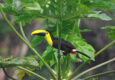 Ecuador Choco toucan at El Monte Mindo Chris Bladon