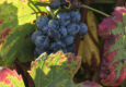 Portugal Douro leaves grapes fall two