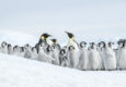 Antarctica emperor penguins snow hill island c Ilja Reijnen Oceanwide Expeditions