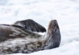 Antarctica peninsula cuverville island wedell seal 2 c diego