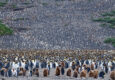 Antarctica south georgia c martin van lokven oceanwide expeditions
