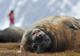Antarctica south georgia elephant seal c Martin van Lokven Oceanwide Expeditions