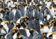 Antarctica south georgia king penguins c Erwin Vermeulen Oceanwide Expeditions