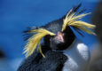 Antarctica tristan island rockhoppers c oceanwide expeditions