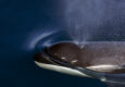 Antarctica weddell sea orca c Wim van Passel oceanwide expeditions