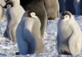 Antarctica emperor penguins c pura client sandra thomas2