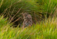 Argentina ibera jaguar release c rewilding argentina15