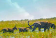 Argentina ibera jaguar release c rewilding argentina16