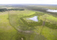 Argentina ibera jaguar release c rewilding argentina4