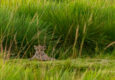 Argentina ibera jaguar release c rewilding argentina9