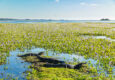 Argentina ibera rewilding wetlands Yacaré Negro c Florian Von Der Fecht
