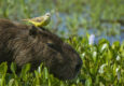 Argentina ibera wetlands capybara Carpincho rewilding c Rafael Abuin