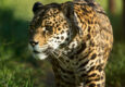 Argentina ibera yaguareté rewilding vertical c Florian Von Der Fecht