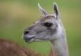 Argentina patagonia parque guanaco c hernan povedano rewilding argentina