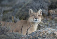 Argentina patagonia parque puma 2 c hernan povedano rewilding argentina