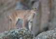Argentina patagonia parque puma c hernan povedano rewilding argentina