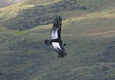 Argentina patagonia ruta 40 chubut condor c jeremy wood