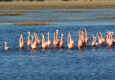 Argentina patagonia ruta 40 chubut flamingoes c jeremy wood
