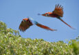 Argentina ibera macaws c tompkins conservation