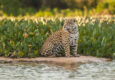 Brazil pantanal jaguar in the jungle pantanal brazil