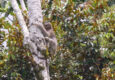 Costa rica caribbean puerto viejo cahuita sloth cropped