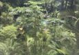Costa rica golfo dulce pool gardens c thomas power pura aventura