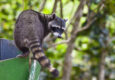 Costa rica manuel antonio racoon climbing a garbage bin in manuel antonio national park costa rica