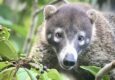 Costa rica matapalo coati c thomas power pura aventura