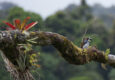 Costa rica san gerardo dota tree creeper bromeliad on branch talamanca hiking