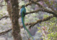 Costa rica san gerardo resplendent quetzal