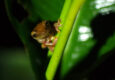 Ecuador amazon frog night walk chris bladon