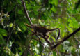 Ecuador amazon squirrel monkey near lodge chris bladon