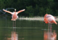 Ecuador galapagos flamingoes floreana island c jascivan carvalho