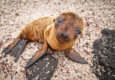 Ecuador galapagos islands baby galapagos sea lion looking at the camera
