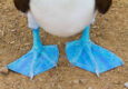 Ecuador galapagos islands close up of feet of a blue footed booby