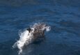 Ecuador galapagos islands dolphin jumping