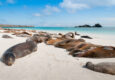 Ecuador galapagos islands espanola island galapagos with many sea lions sleeping on a beach