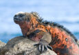Ecuador galapagos islands galapagos marine iguana amblyrhynchus cristatus