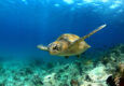 Ecuador galapagos islands green sea turtle swimming underwater20180829 76980 windbn