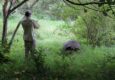 Ecuador galapagos islands guide photographing giant tortoise