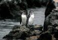 Ecuador galapagos islands land based galapagos penguins together on rock