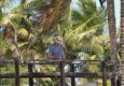 Ecuador galapagos islands land based galapagos resting in shade of palm trees