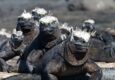 Ecuador galapagos islands marine iguana pile up fernandina island
