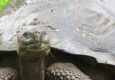 Ecuador galapagos islands santa cruz giant tortoise grassy nose