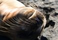 Ecuador galapagos islands sleeping fur seal