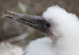 Galapagos blue footed booby chick c canva