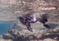 Galapagos penguin c canva