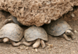 Galapagos tortoise babies c canva