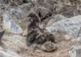 Galapagos waved albatross chick c canva